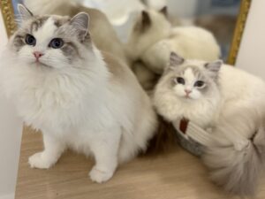 Ragdoll mačke